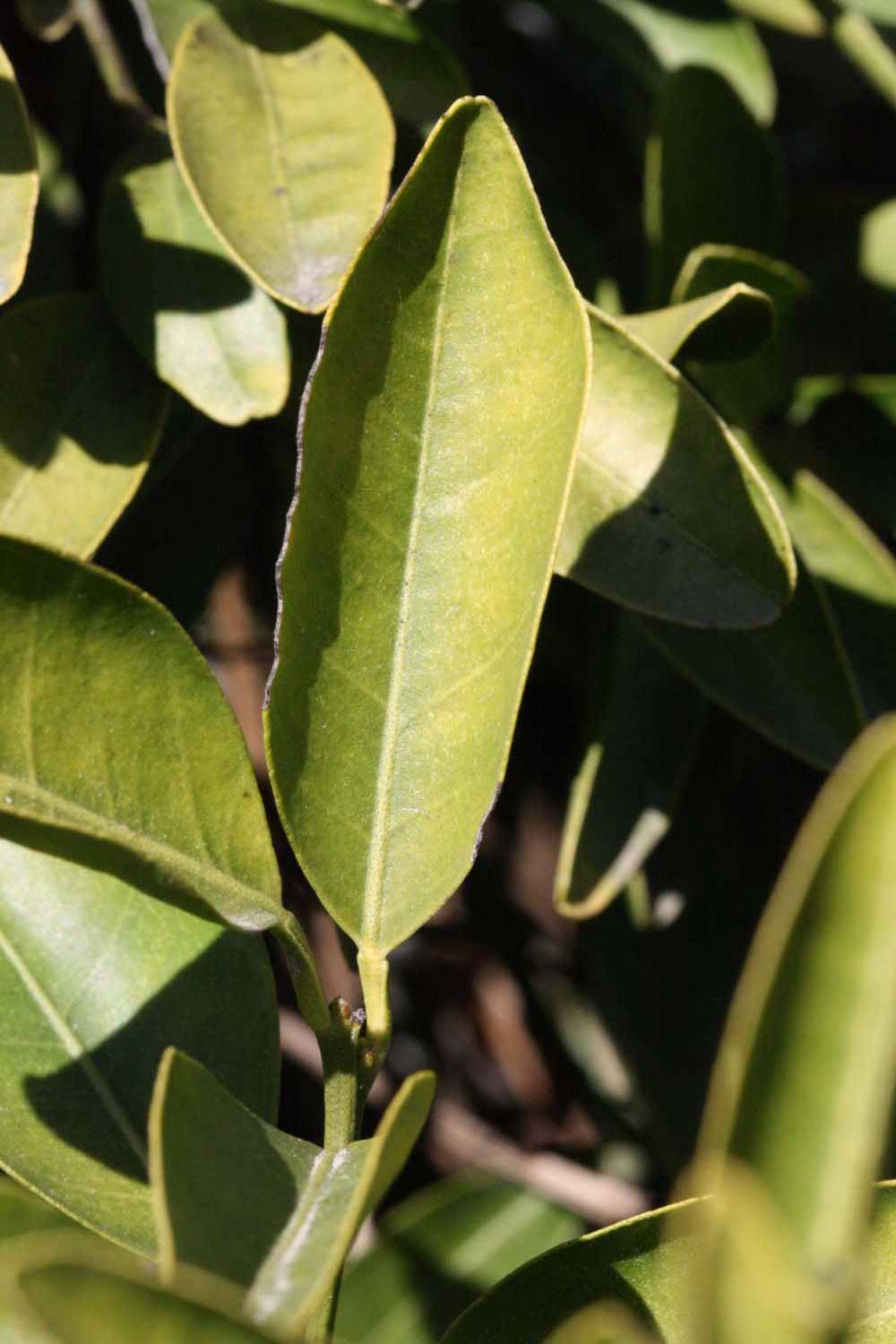              Unifoliolate leaf (Riverside, CA)       